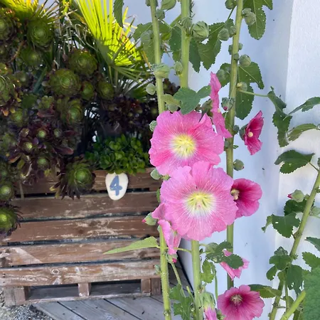 Clos Des Aigrettes -appartements A 30m Du Port De , Ile D Oleron -commerces Et Plages A Pied
