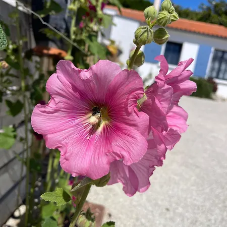 Aparthotel Clos Des Aigrettes -appartements A 30m Du Port De , Ile D Oleron -commerces Et Plages A Pied